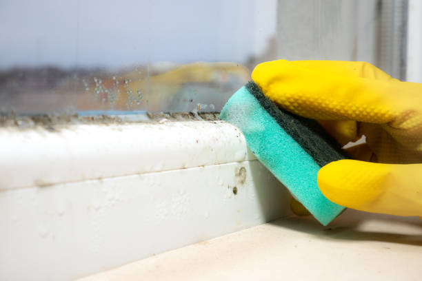 Best Commercial Mold Removal  in Ladue, MO
