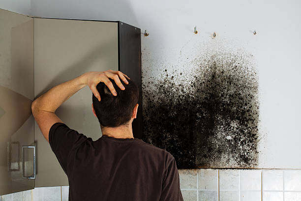 Best Commercial Mold Removal  in Ladue, MO